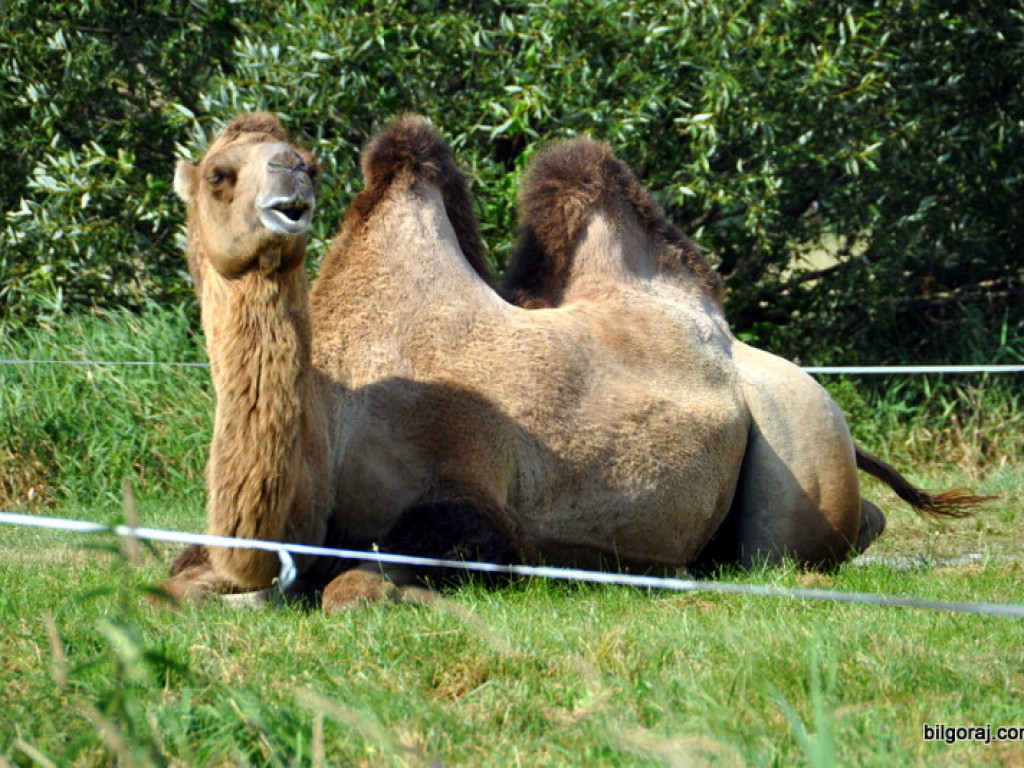 Cyrk Zalewski w Biłgoraju z nowym repertuarem (FOTO)
