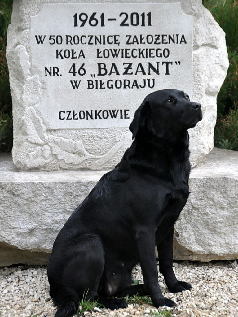Regionalne Konkursy Pracy Tropowców i Posokowców - Biszcza 2015 (FOTO, WYNIKI)