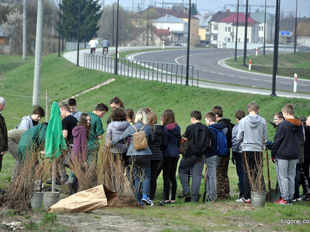 Dzieci i młodzież przy wsparciu Nadleśnictwa Biłgoraj i Urzędu Miasta Biłgoraj posadziły 1050 drzew (FOTO)
