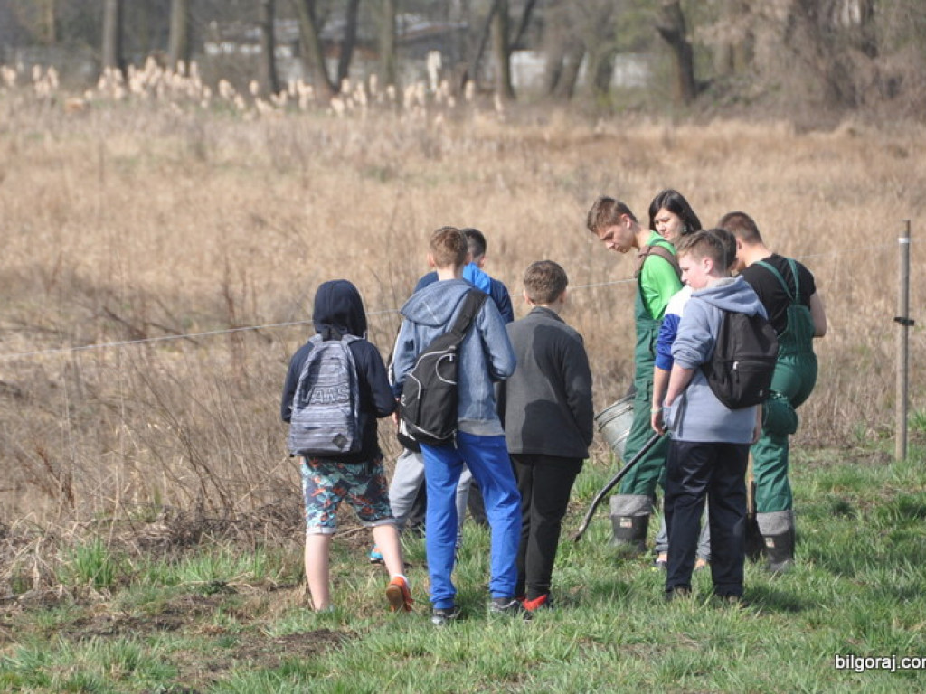 Dzieci i młodzież przy wsparciu Nadleśnictwa Biłgoraj i Urzędu Miasta Biłgoraj posadziły 1050 drzew (FOTO)
