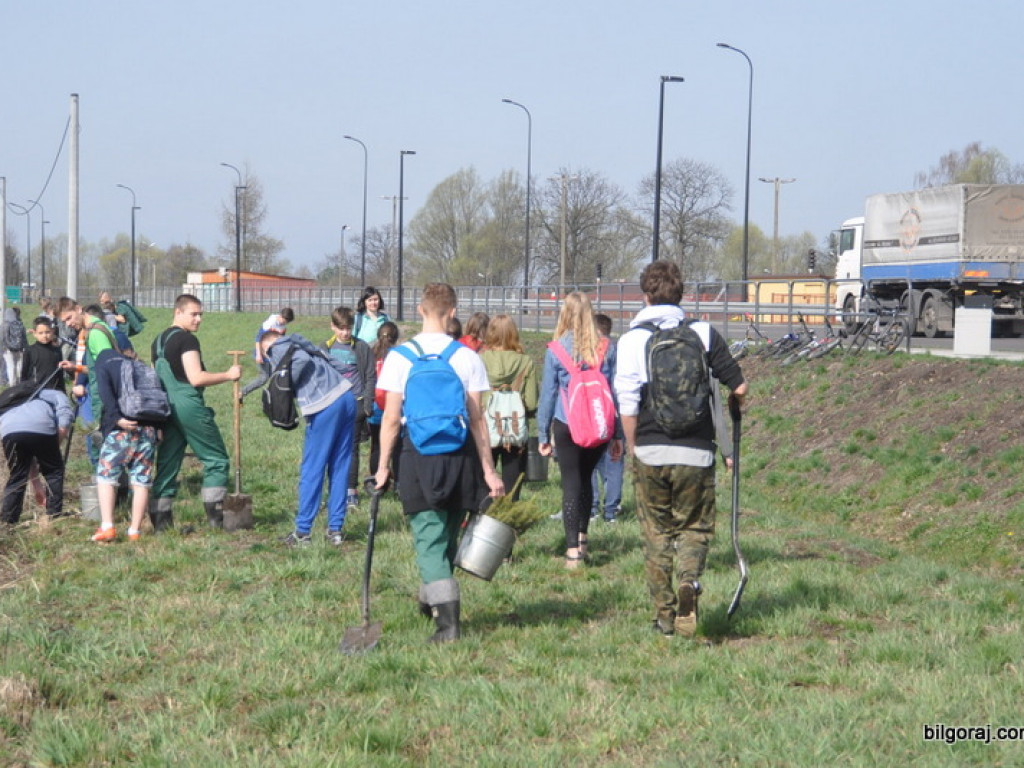 Dzieci i młodzież przy wsparciu Nadleśnictwa Biłgoraj i Urzędu Miasta Biłgoraj posadziły 1050 drzew (FOTO)