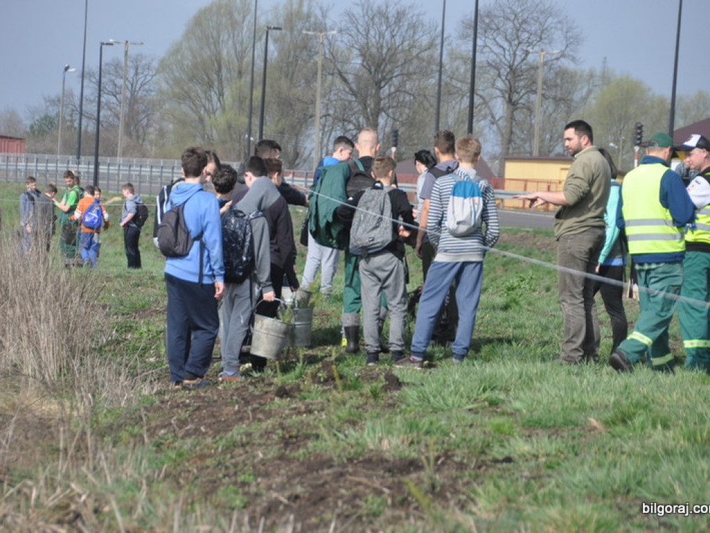 Dzieci i młodzież przy wsparciu Nadleśnictwa Biłgoraj i Urzędu Miasta Biłgoraj posadziły 1050 drzew (FOTO)