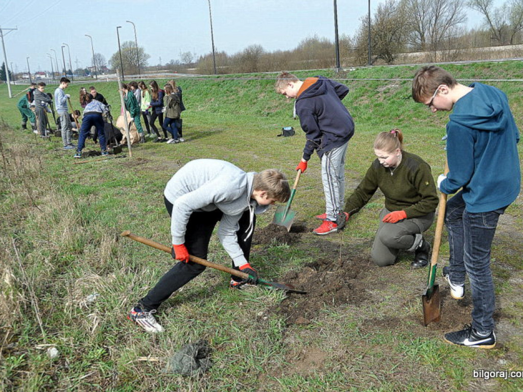 Dzieci i młodzież przy wsparciu Nadleśnictwa Biłgoraj i Urzędu Miasta Biłgoraj posadziły 1050 drzew (FOTO)