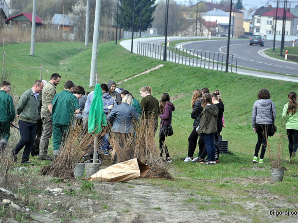 Dzieci i młodzież przy wsparciu Nadleśnictwa Biłgoraj i Urzędu Miasta Biłgoraj posadziły 1050 drzew (FOTO)