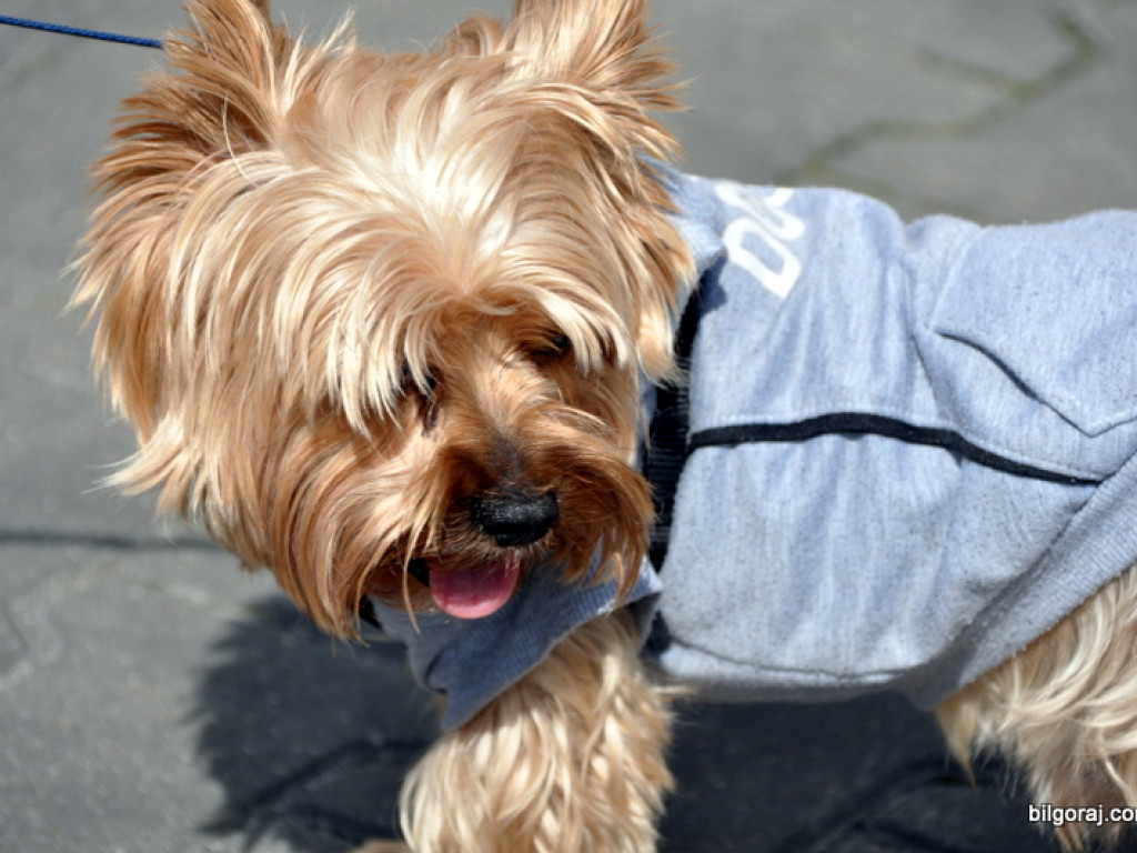 Wyskakali pomoc dla Jasia (FOTO)