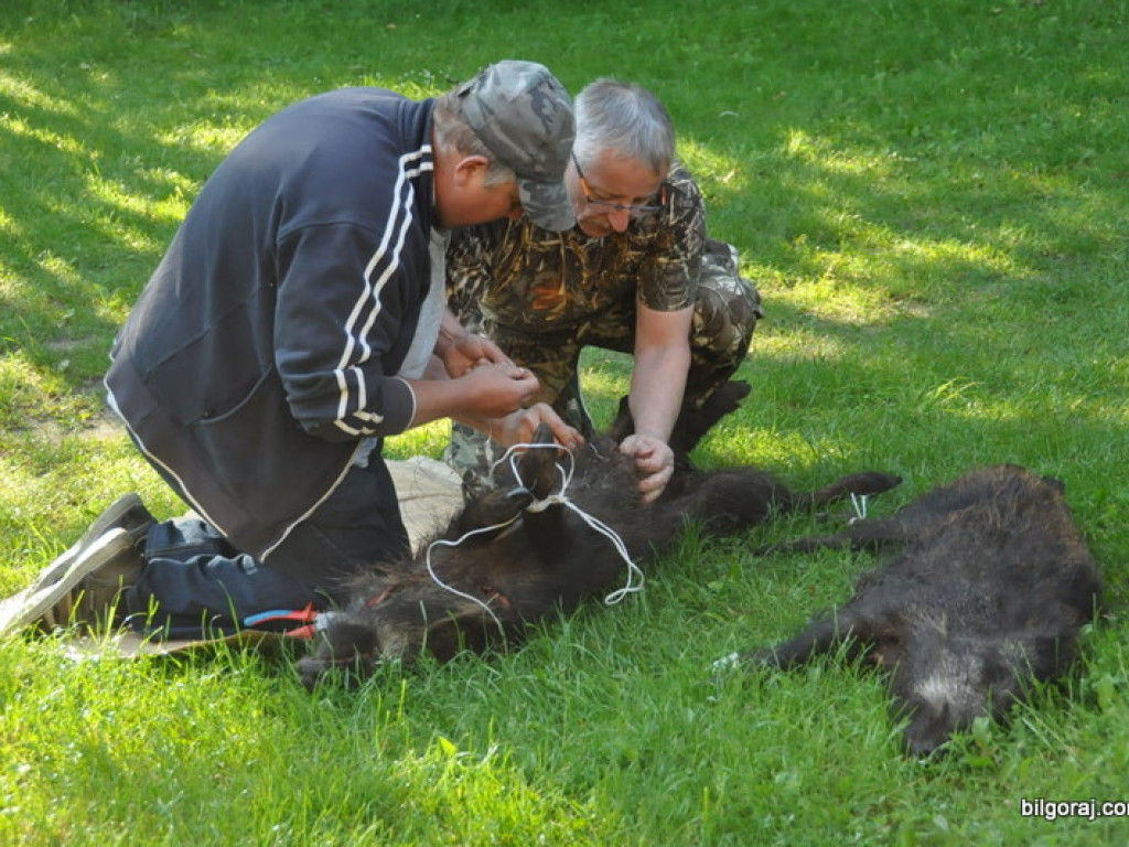 Konkurs psów myśliwskich (FOTO, WYNIKI)