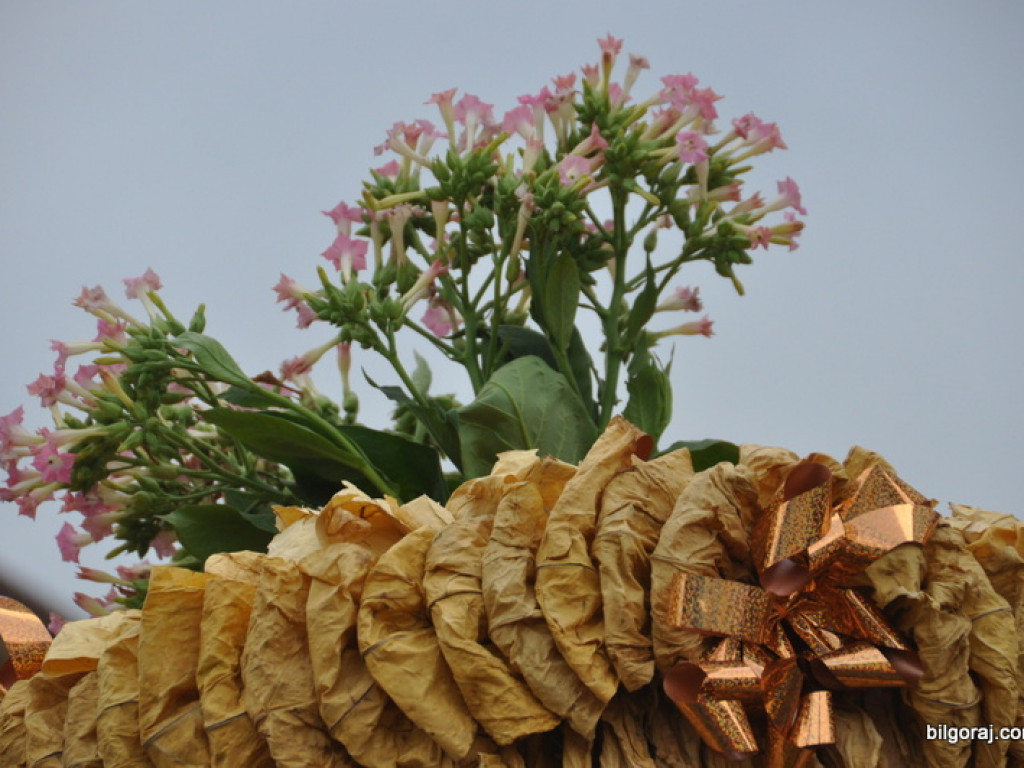 Tytoniaki 2016 - Centralne Święto Plantatorów Tytoniu (FOTO)