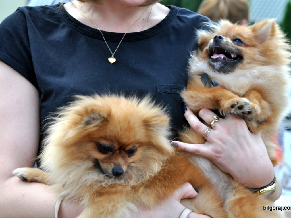 Animal Party (FOTO)