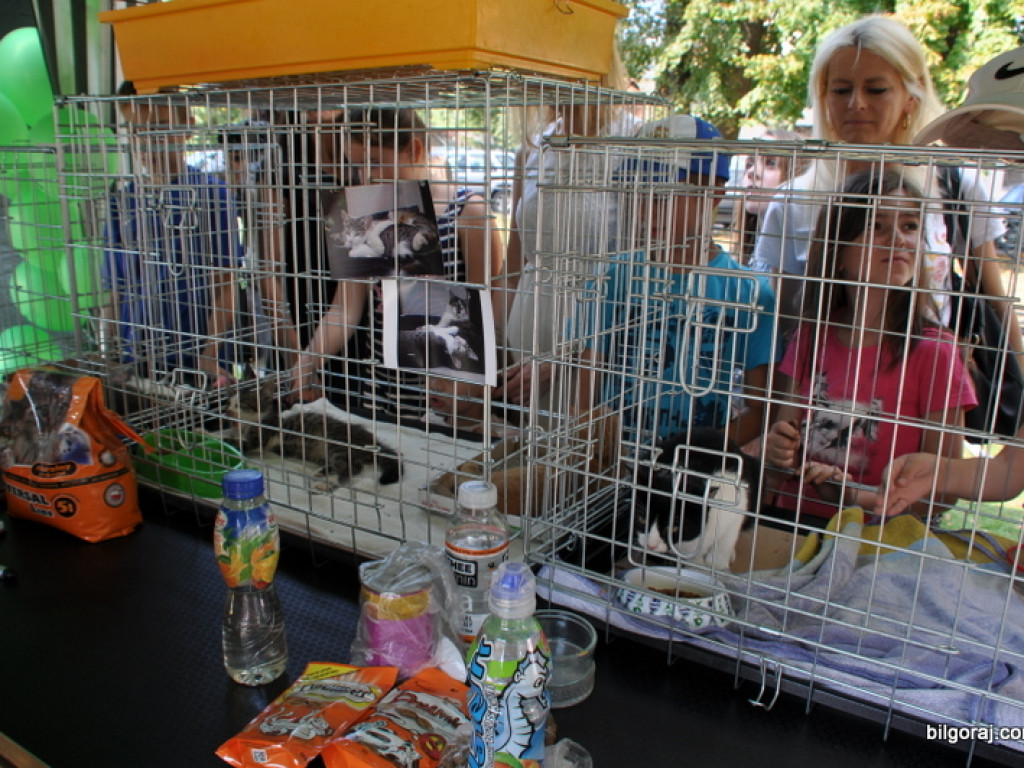 Animal Party (FOTO)