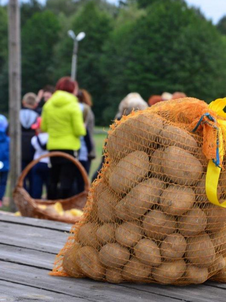 8. Rodzinne piecznie ziemniaków w Gromadzie (FOTO)