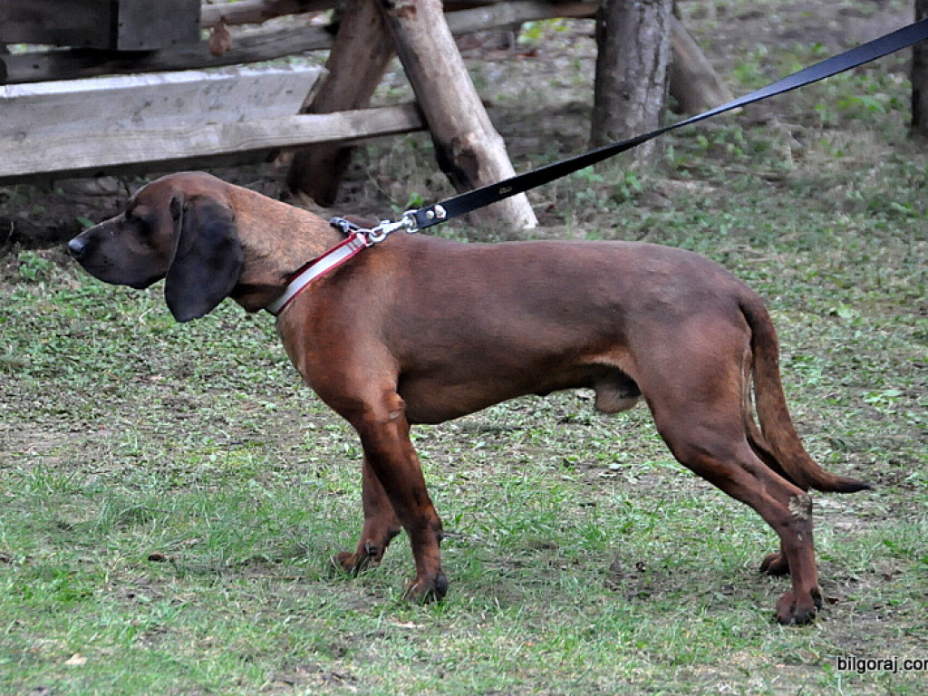 Tropowce i posokowce rywalizowały w Wólce Biskiej (FOTO)