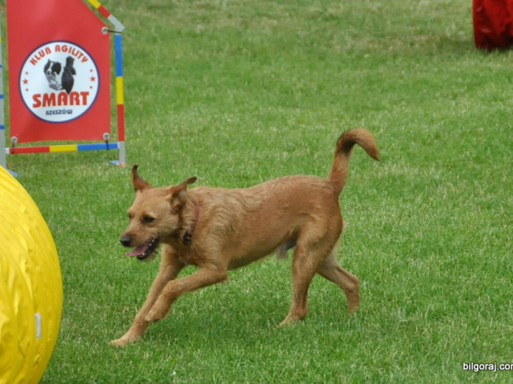 Animal party, czyli rodzinnie dla zwierząt (FOTO)