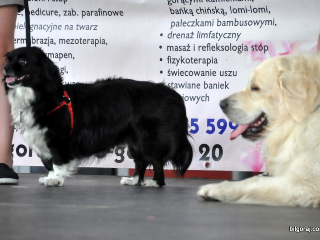 Animal party, czyli rodzinnie dla zwierząt (FOTO)
