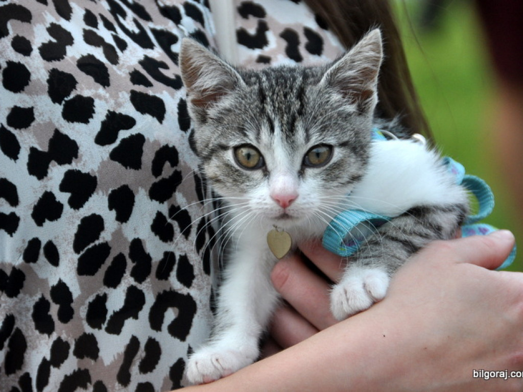 Animal party, czyli rodzinnie dla zwierząt (FOTO)