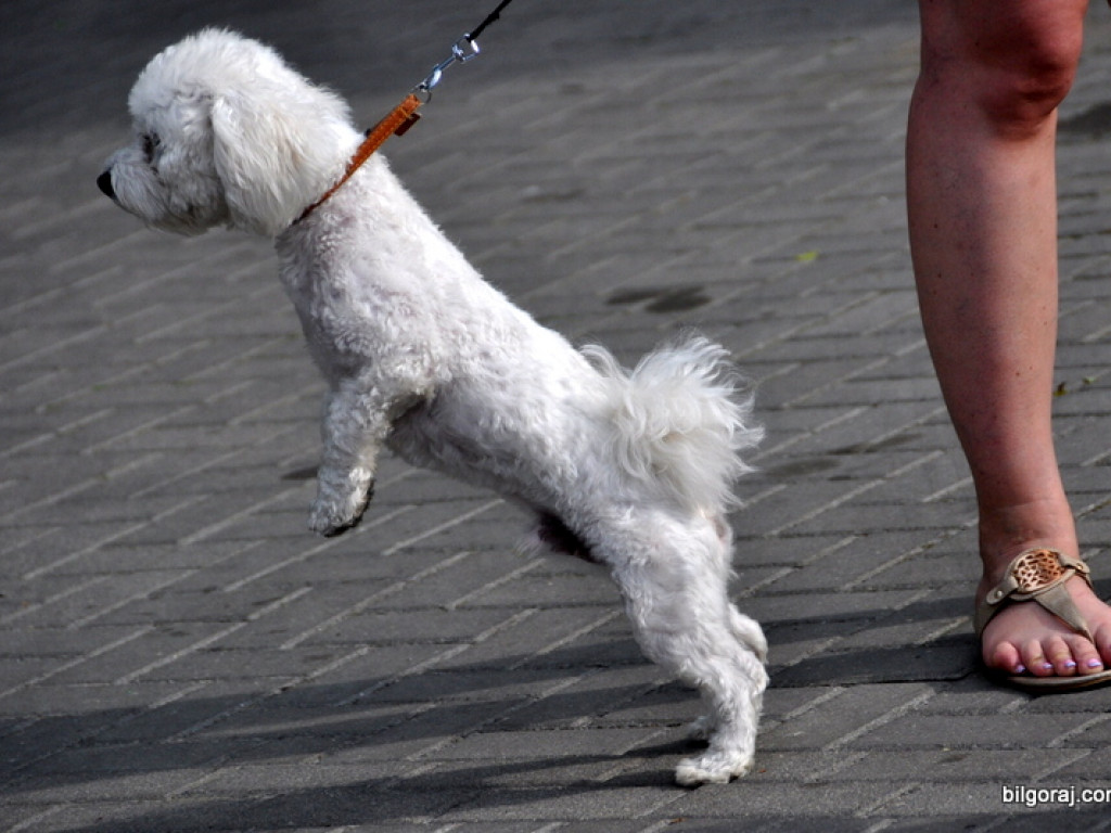 Animal party, czyli rodzinnie dla zwierząt (FOTO)