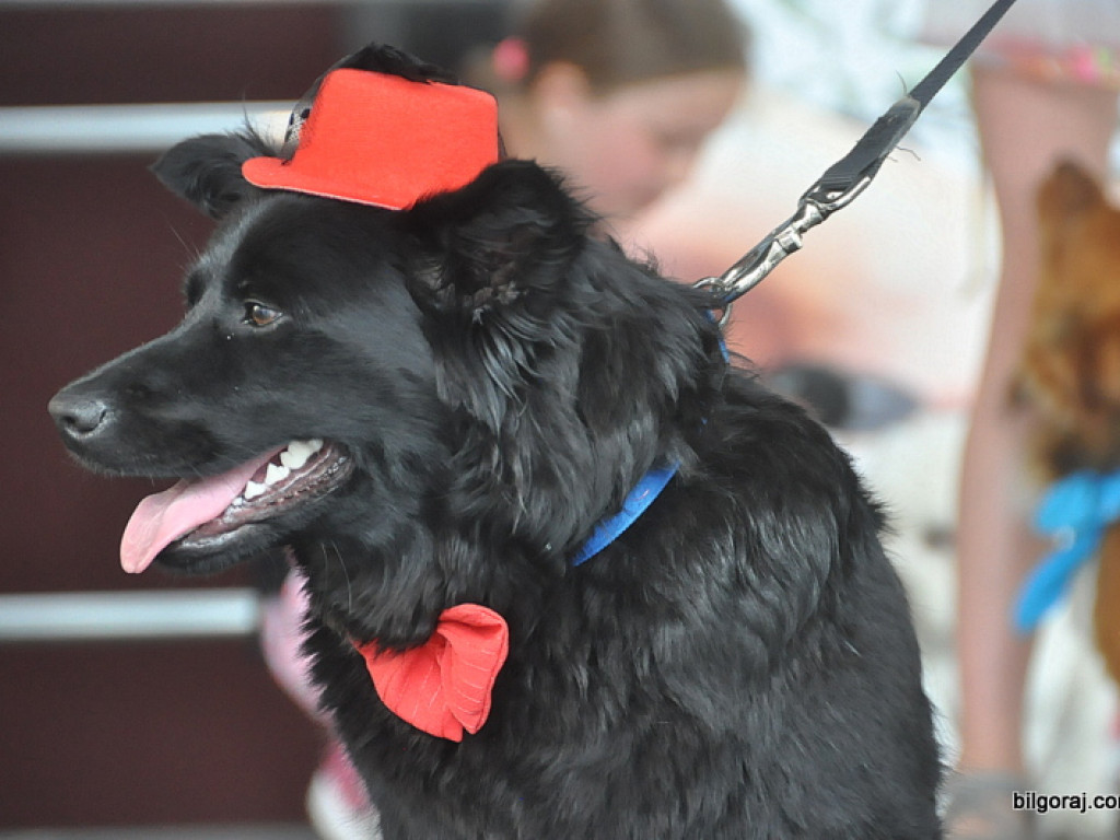 Animal party, czyli rodzinnie dla zwierząt (FOTO)