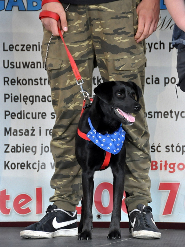 Animal party, czyli rodzinnie dla zwierząt (FOTO)