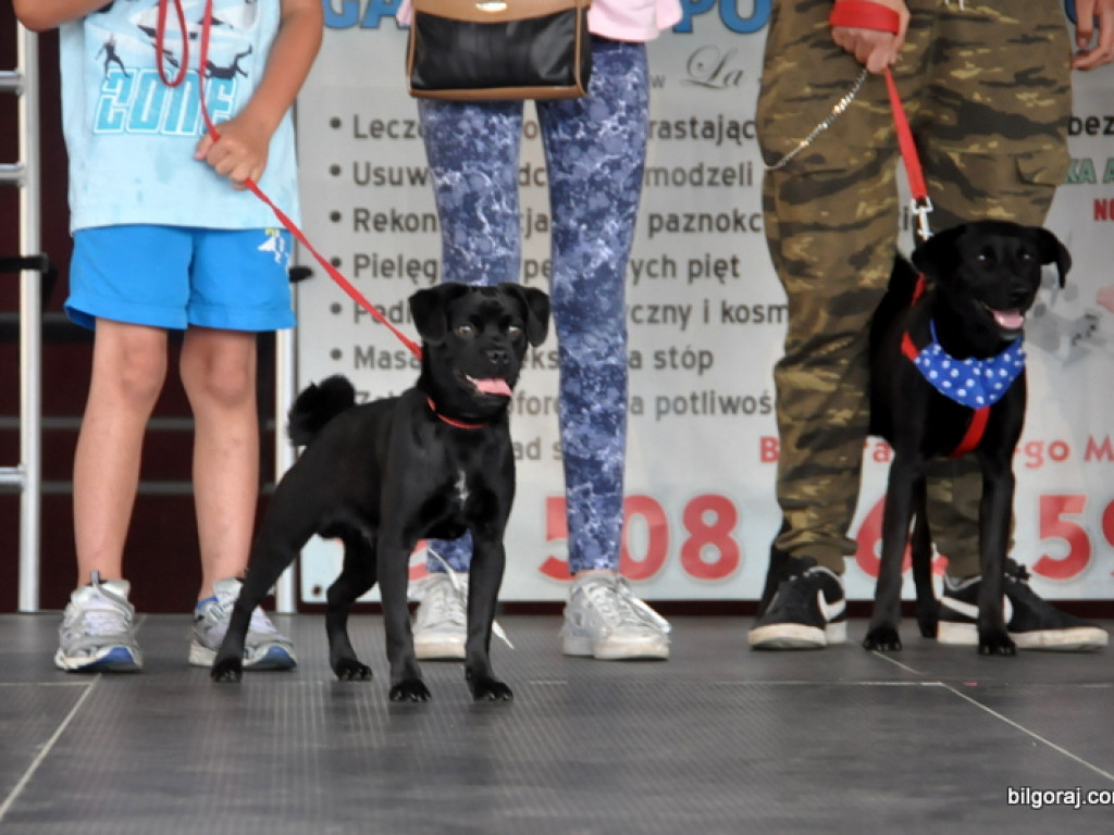 Animal party, czyli rodzinnie dla zwierząt (FOTO)