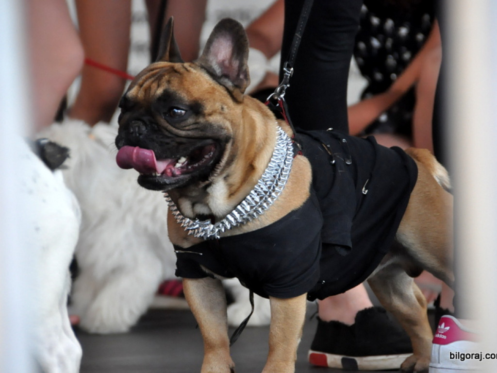 Animal party, czyli rodzinnie dla zwierząt (FOTO)