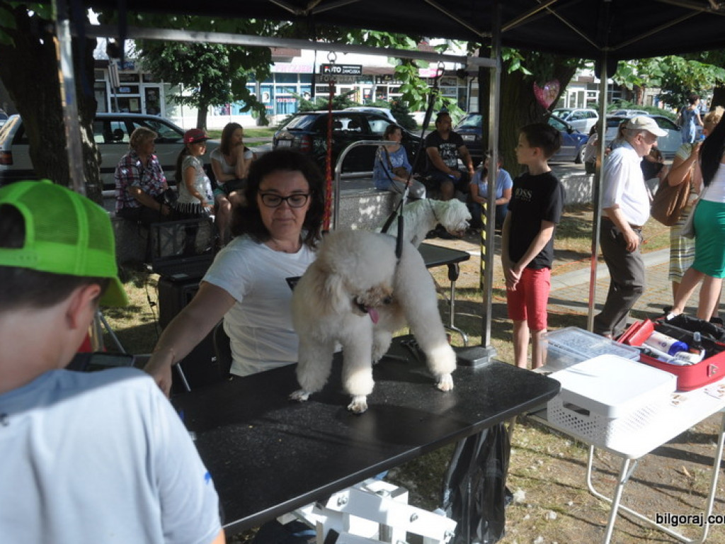 Animal Party (FOTO)