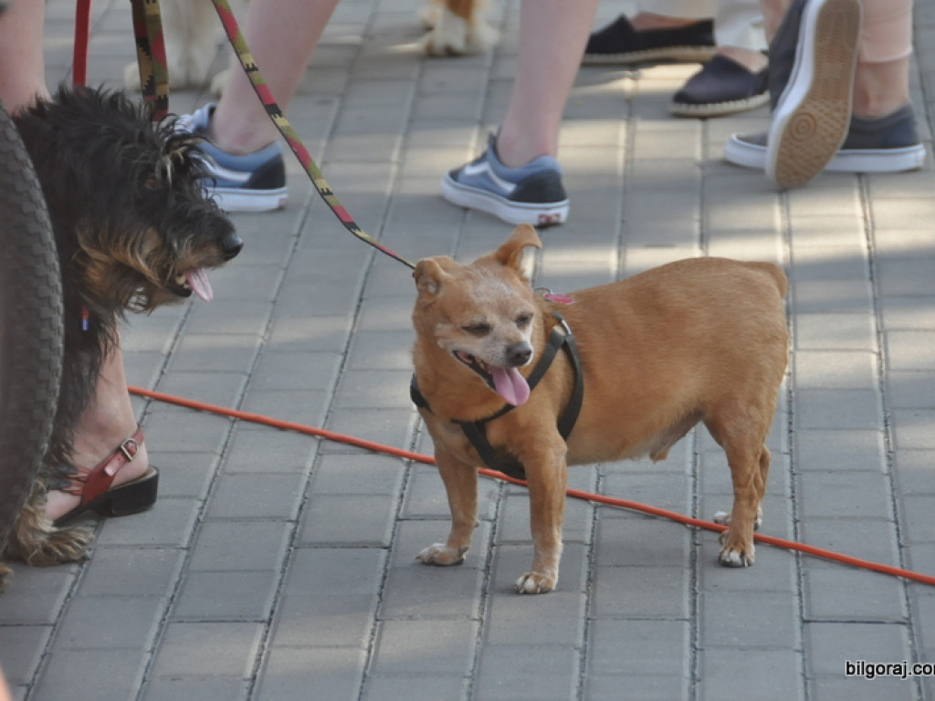 Animal Party (FOTO)