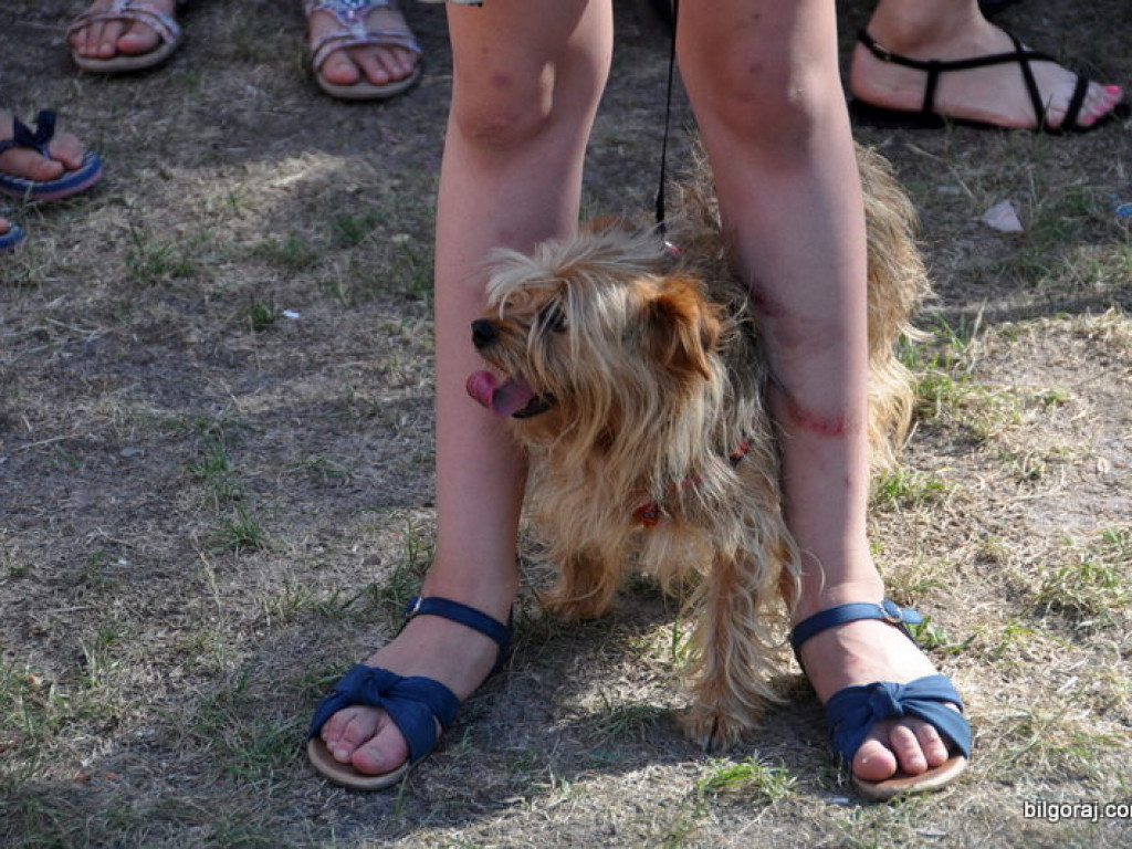 Animal Party (FOTO)
