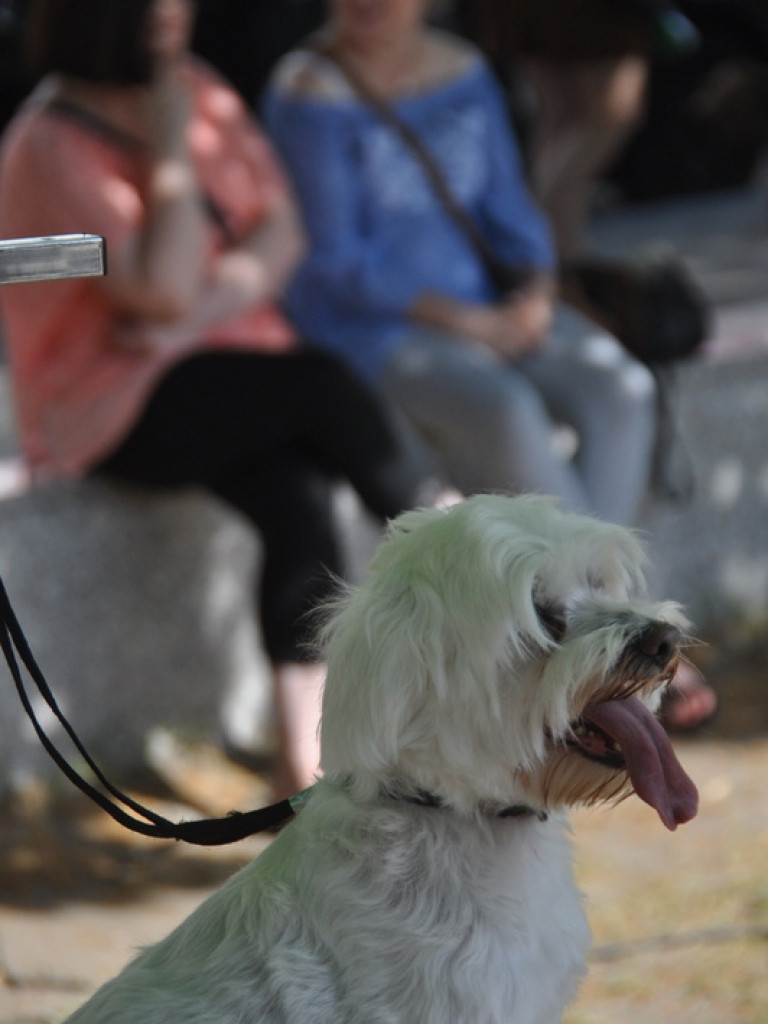 Animal Party (FOTO)
