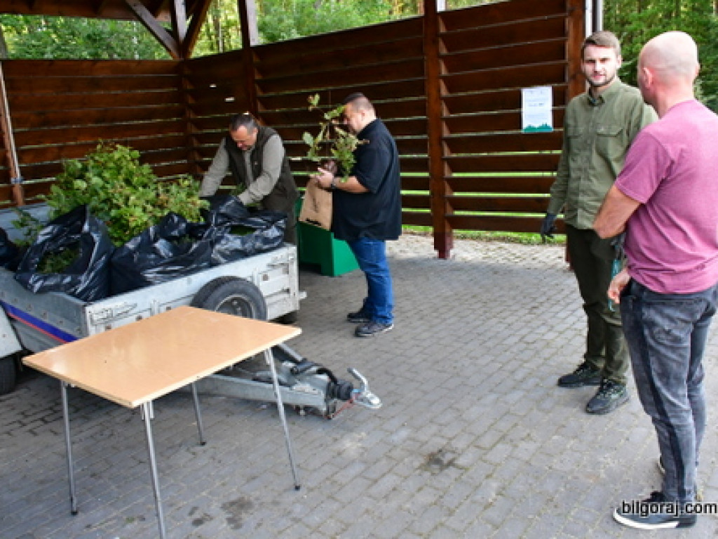 Akcja #sadziMy. W Biłgoraju leśnicy rozdali 2 600 sadzonek drzew