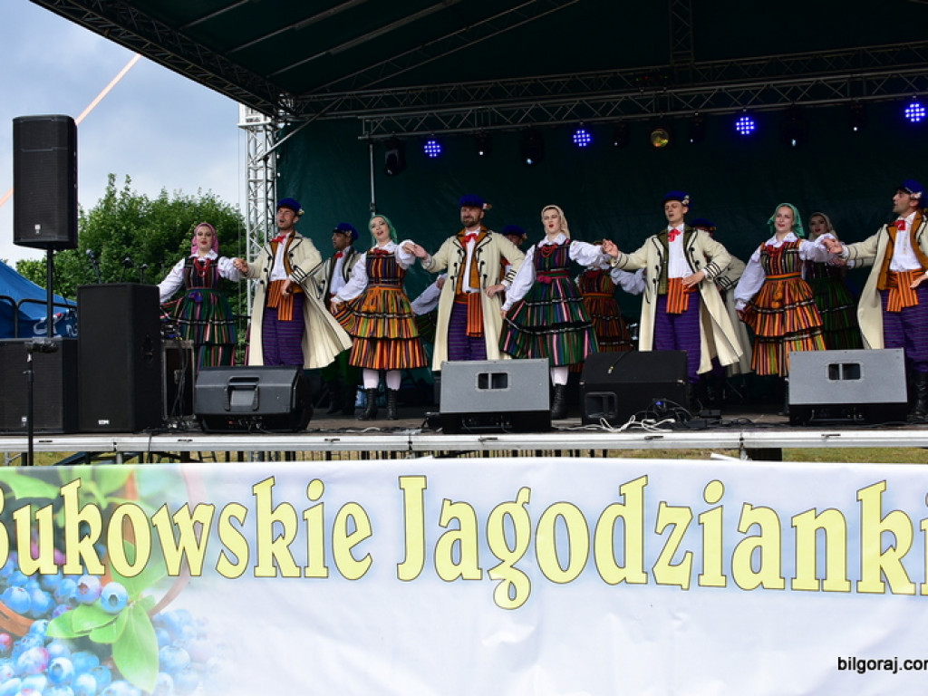 Bukowskie jagodzianki, czyli sezon zbioru jagód i runa leśnego (FOTO)