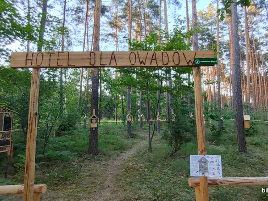 Leśnicy otworzyli hotel dla owadów (FOTO)