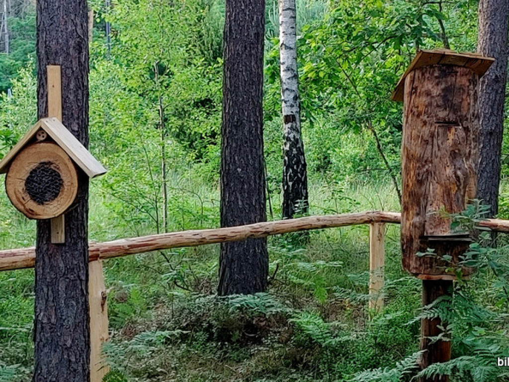 Leśnicy otworzyli hotel dla owadów (FOTO)