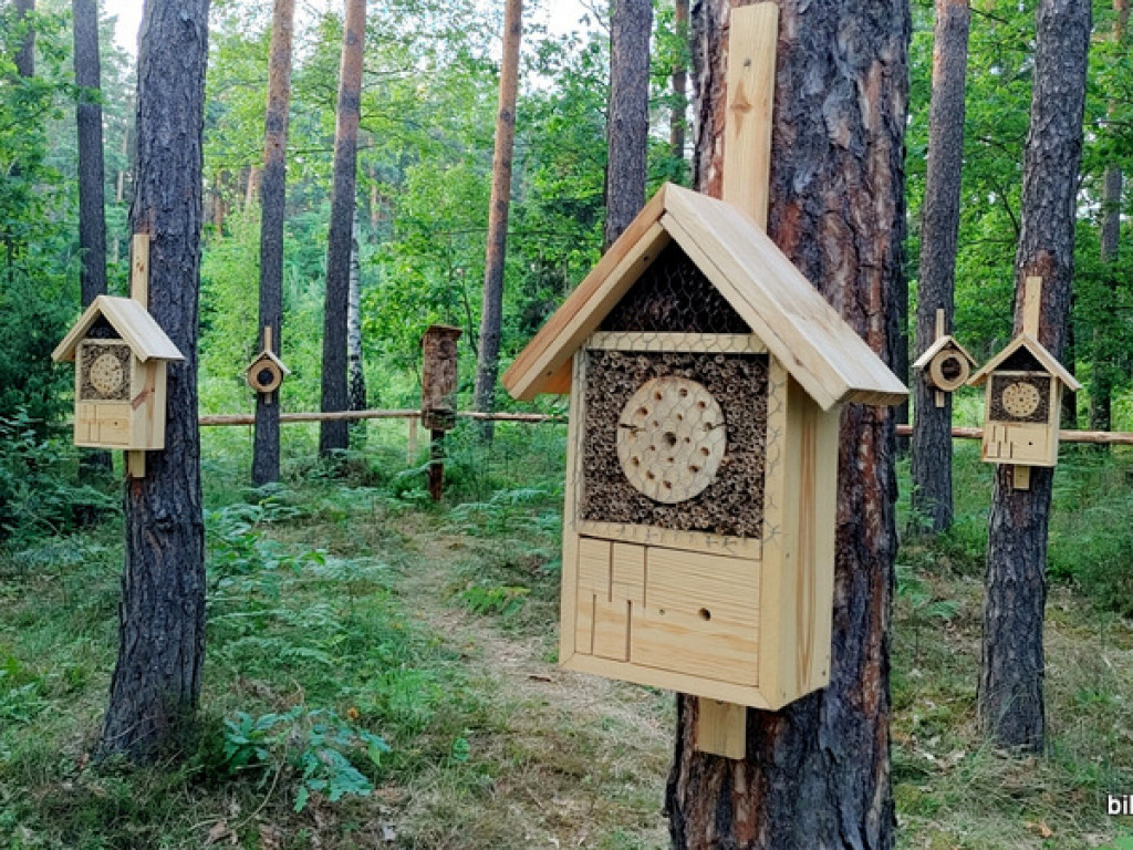 Leśnicy otworzyli hotel dla owadów (FOTO)
