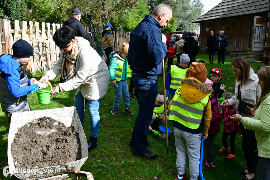 Dzieci sadziły krokusy przy zabudowaniach młyńskich
