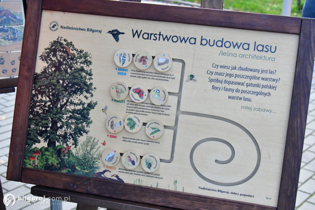 W Biłgoraju leśnicy za darmo rozdawali sadzonki drzew