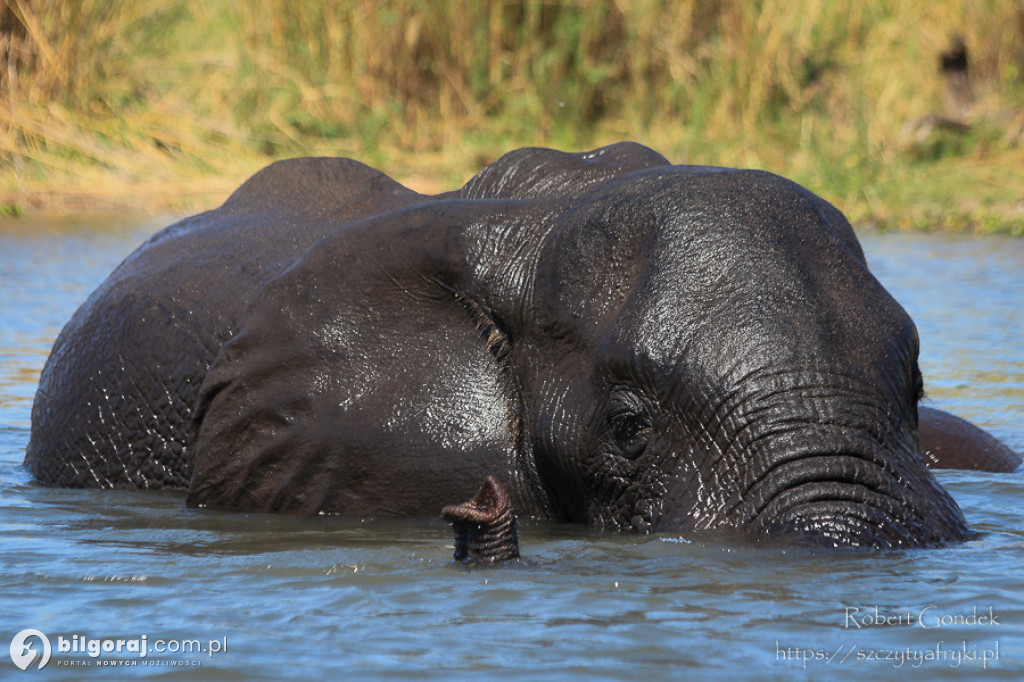 Tanzania, Kenia, Uganda, Rwanda. Afryka w Tarnogrodzie