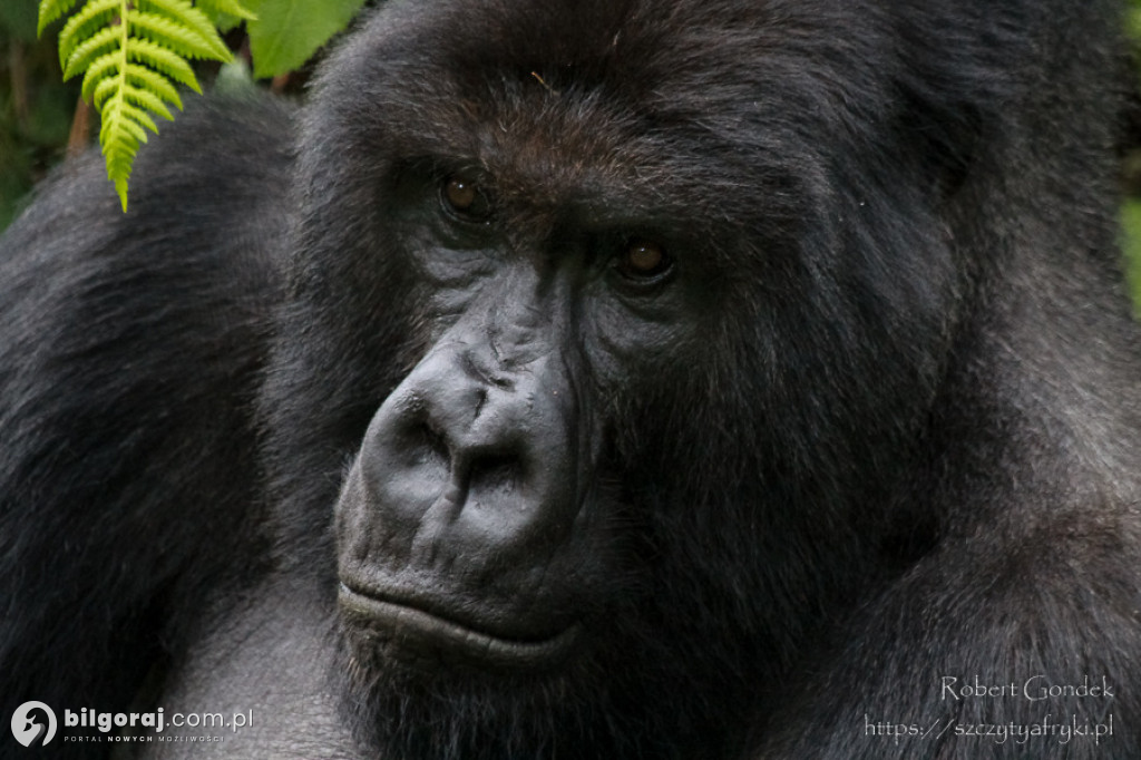Tanzania, Kenia, Uganda, Rwanda. Afryka w Tarnogrodzie