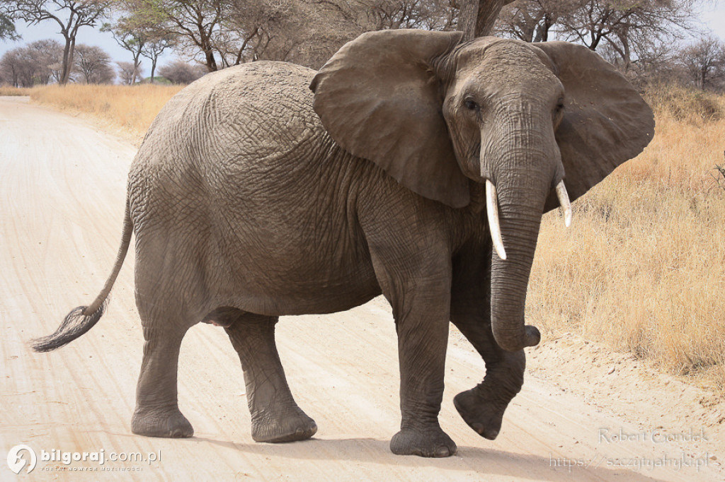 Tanzania, Kenia, Uganda, Rwanda. Afryka w Tarnogrodzie