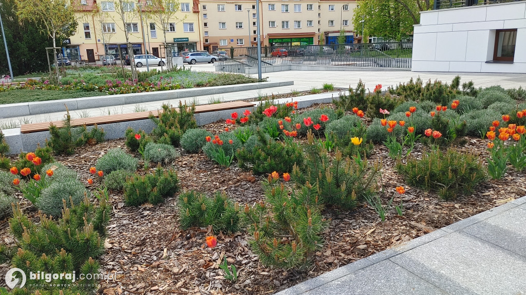 Wiosna zawitała do centrum Biłgoraja