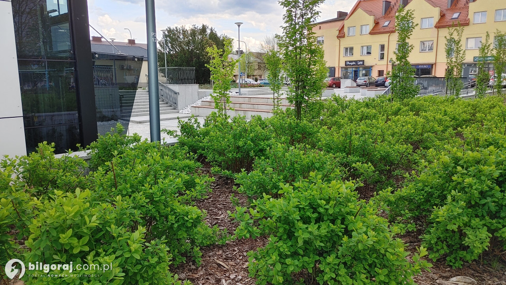 Wiosna zawitała do centrum Biłgoraja