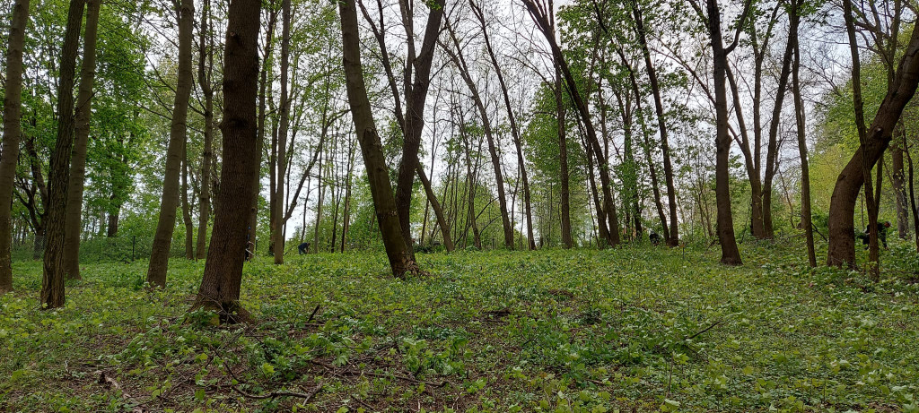 Sprzątanie cmentarza żydowskiego w Goraju
