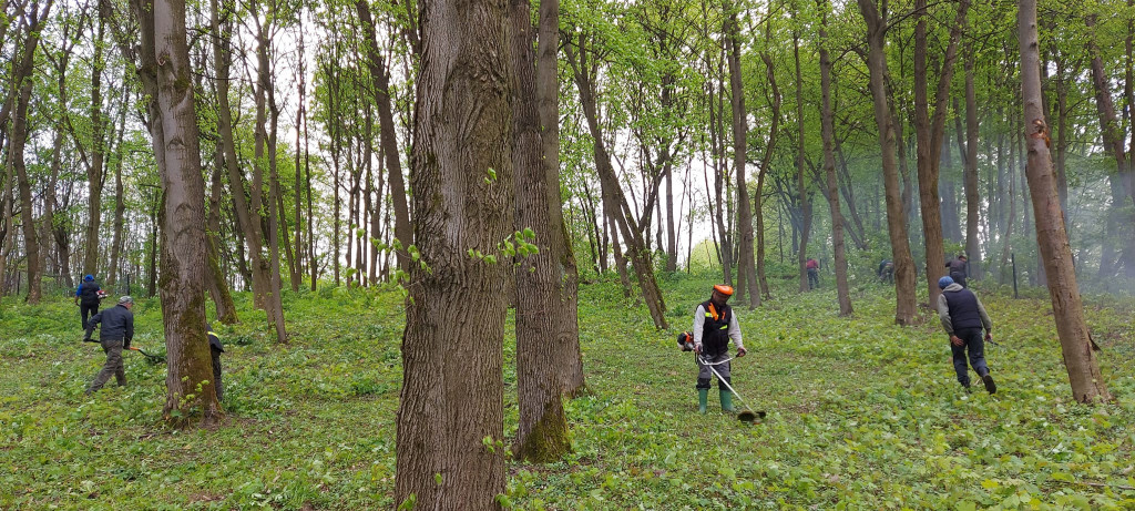 Sprzątanie cmentarza żydowskiego w Goraju
