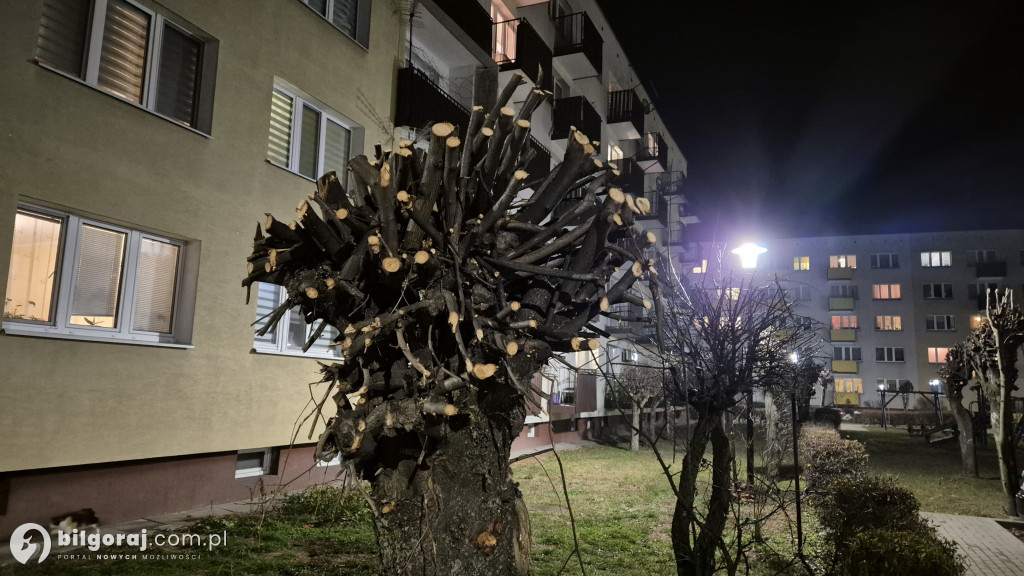 Przycinka drzew, interwencja radnej i sesja Rady Miasta