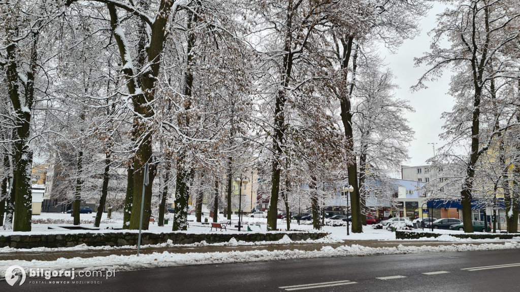 Będzie rewitalizacja Skweru Saskiego w Biłgoraju?