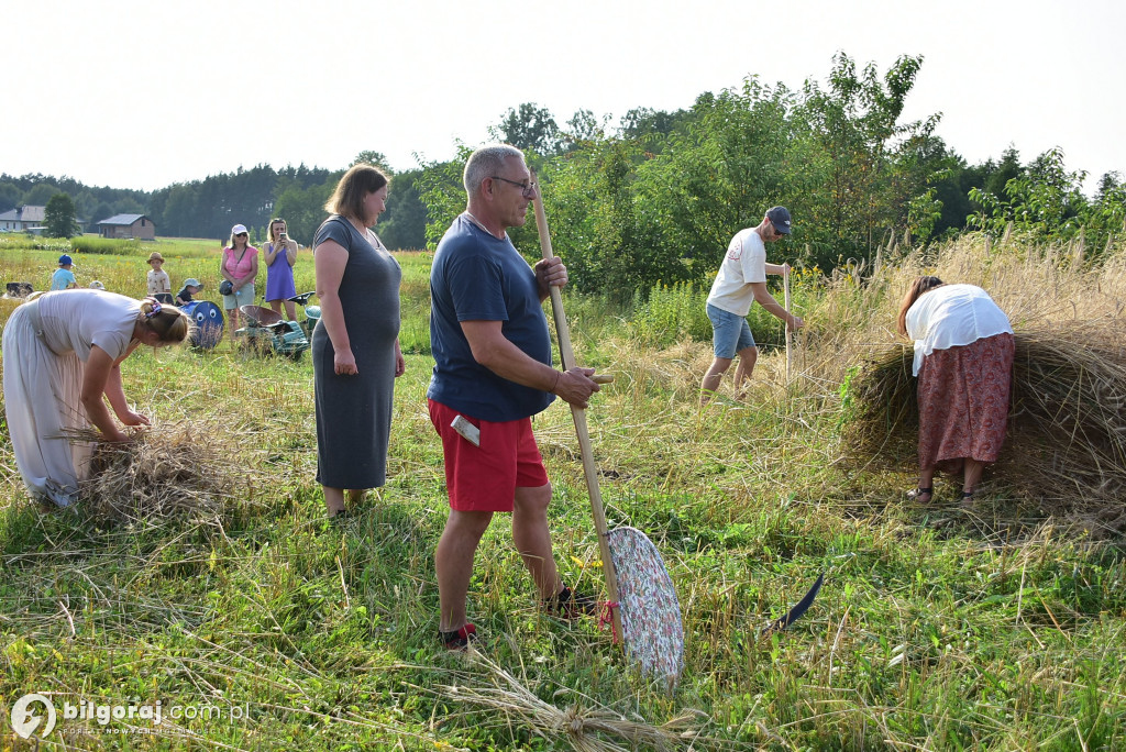 Żniwa w Dereźni: Powrót do tradycji i międzypokoleniowa integracja