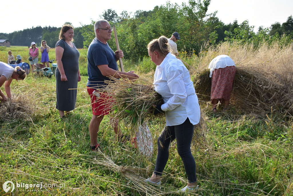 Żniwa w Dereźni: Powrót do tradycji i międzypokoleniowa integracja