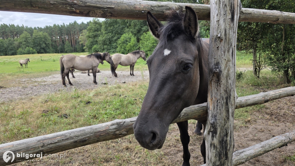 Symbol siły, dzikości i piękna Ziemi Biłgorajskiej. W odwiedzinach u koników polskich
