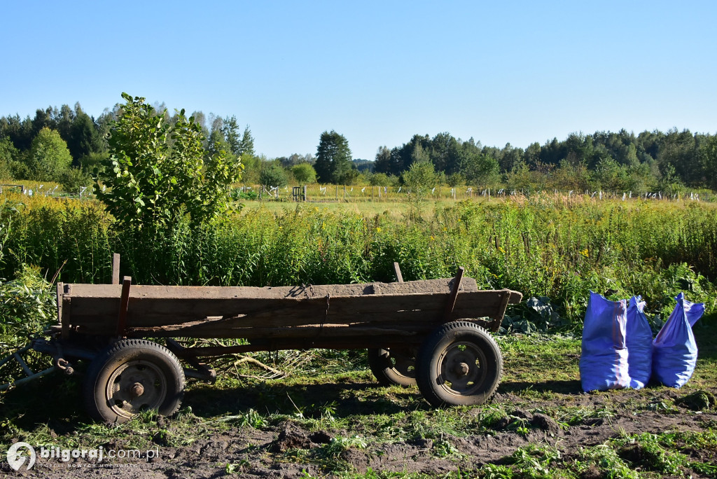 Kartoflaki w Dereźni: Tradycja, zabawa i integracja pokoleń