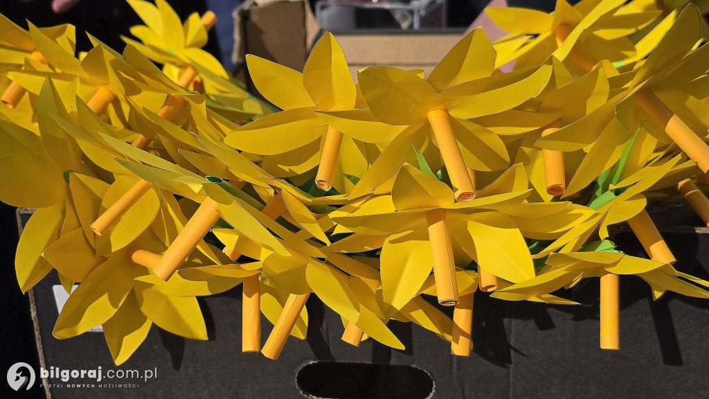 Żonkile nadziei w Biłgoraju. Wsparcie dla Hospicjum Santa Galla