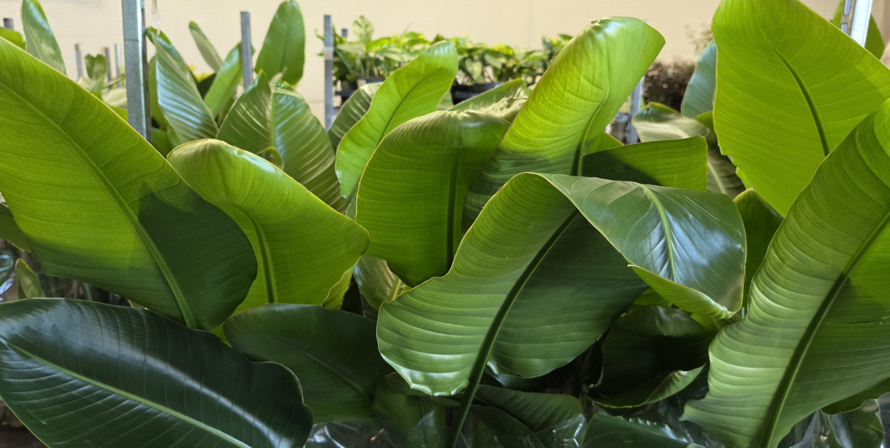 Raj dla miłośników roślin. Wielkie Targi Roślin w Biłgoraju!