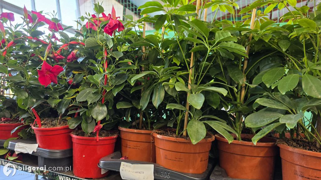 Raj dla miłośników roślin. Wielkie Targi Roślin w Biłgoraju!
